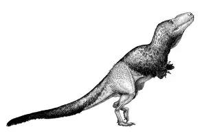 Textured: Black ink drawing of Daspletosaurus torosus