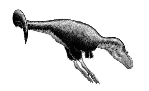 Gorgosaurus: Black ink drawing of Gorgosaurus libratus