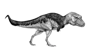 Textured: Black ink drawing of Lythronax argestes