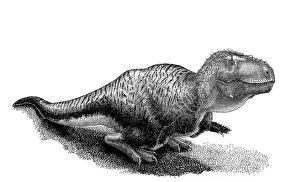 Textured: Black ink drawing of Tarbosaurus bataar