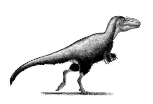 Textured: Black ink drawing of Teratophoneus curriei