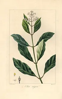 Capensis: Black ironwood or olive tree, Olea capensis