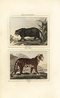 Barrs Buffon: Black jaguar and endangered Bengal tiger