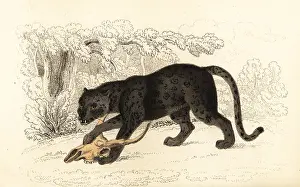 William Rhind: Black jaguar, Fanthera pardus