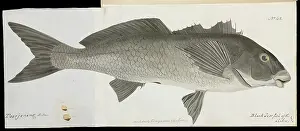 Ray Finned: Black jewfish