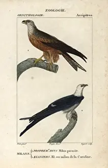 Guyard: Black kite, Milvus migrans, and swallow-tailed