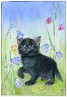 Heda: Black kitten and harebells