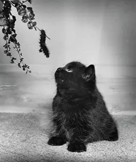 Caterpillars: Black kitten looking up at a caterpillar on a branch