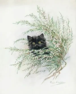 Persis: Black Kitten and White Heather