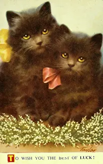 Wish: Two black kittens
