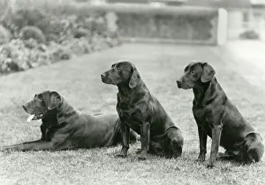 Scrub: Black Labradors of George V - Wolferton Simon, Scrub & Bob