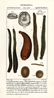 Spinosa: Black leech, horse leech, etc