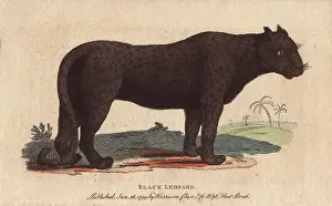 Pardus: Black leopard or black jaguar, Panthera pardus