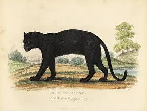 Smellie: The Black Leopard, Panthera pardus