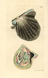 Nacre: Black-lip oyster, Pinctada margaritifera
