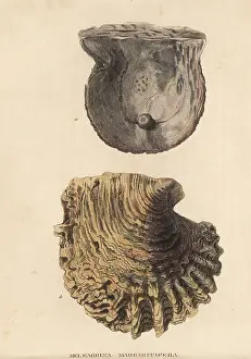Bildersaal: Black lip pearl shell, Pinctada margaritifera