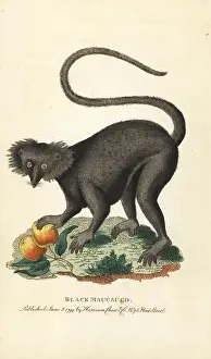 Eulemur: Black maucauco or black lemur, Eulemur macaco