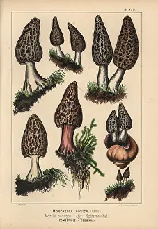 Morel: Black morel, Morchella conica, edible