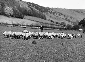 Brecknockshire: BLACK MOUNTAINS SHEPHERD