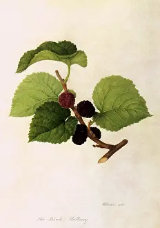 Nigra: Black Mulberry