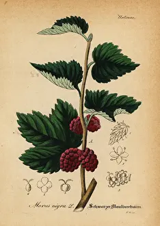 Morus: Black mulberry, Morus nigra