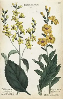 Blattaria: Black mullein, Verbascum nigrum, and moth mullein