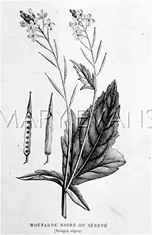 Sinapis: BLACK MUSTARD
