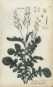 Brassica: Black mustard, Brassica nigra