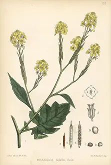Brassica: Black mustard, Brassica nigra