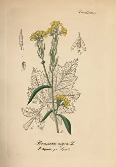 Brassica: Black mustard, Brassica nigra