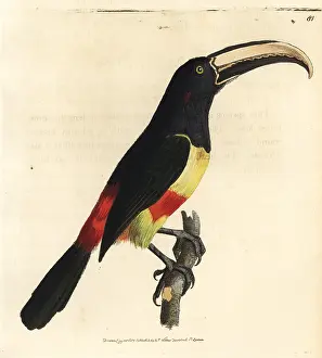 Ramphastos: Black-necked aracari, Pteroglossus aracari