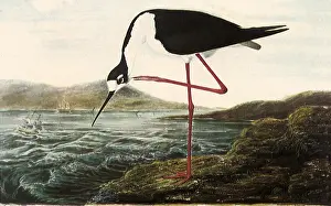 Atop: Black-Necked Stilt