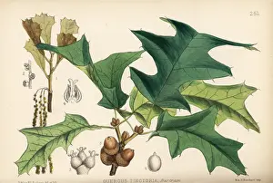 Velutina: Black oak, Quercus velutina
