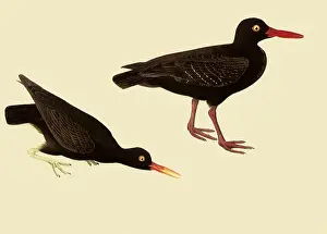 Crouches: Black Oystercatcher