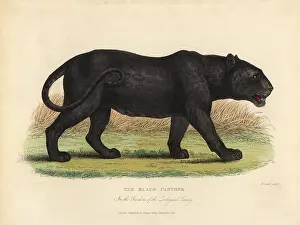 Smellie: Black Panther, Panthera pardus or Panthera onca