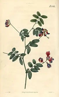 Lathyrus: Black pea, Lathyrus niger