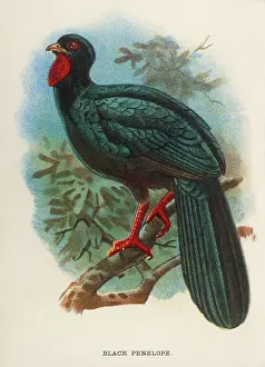 Nigra: BLACK PENELOPE