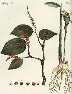 Nigrum: Black pepper and ginger