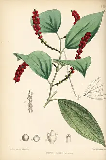 Nigrum: Black pepper or murich, Piper nigrum
