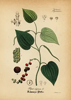 Artus: Black pepper, Piper nigrum