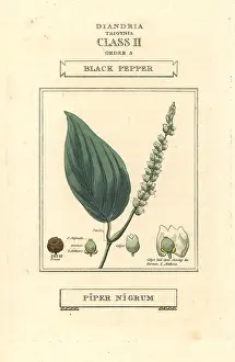 Nigrum: Black pepper, Piper nigrum