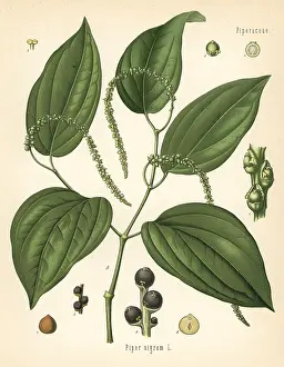 Kohler: Black pepper, Piper nigrum
