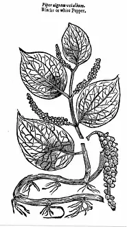 1640: Black Pepper (Piper nigrum) native to Malabar