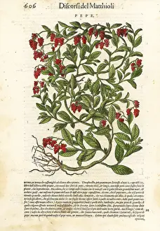 Mattioli: Black pepper, Piper nigrum (Pepe)