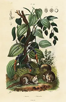 Steel Engraving: Black pepper and southern flying squirrel