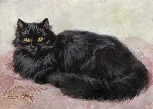 Persians: BLACK PERSIAN CAT