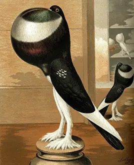 Pigeons: Black-Pied Pouter Cock Pigeon
