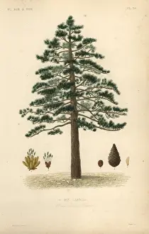 Maubert: Black pine or Austrian pine, Pinus nigra subsp. laricio