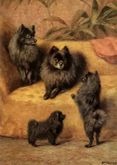 Fairman: Black Pomeranians