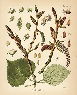 Nigra: Black poplar tree, Populus nigra